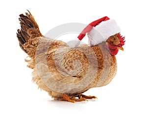 Chicken in a Christmas hat