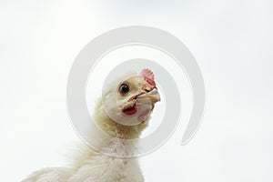 Chicken close-up on a white background.  Funny rooster
