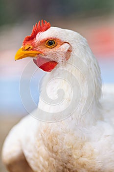Chicken, closeup portrait