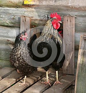 Chicken and cock on farm, shooting outdoors. Rustic theme. Colorful Rooster