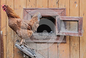 Chicken comes out of the chicken coop