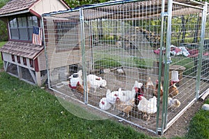 Chicken coop