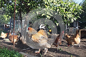 Chicken coop