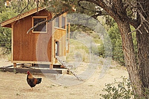 Chicken Coop