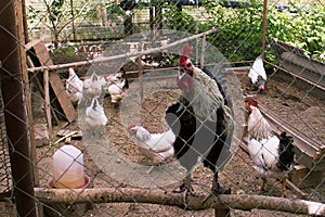 Chicken coop in back yard in residential area. Black big in the foreground. In the background, several white laying hen hens