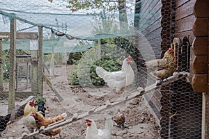 Chicken coop in back yard in residential area, hen in a farm yard photo