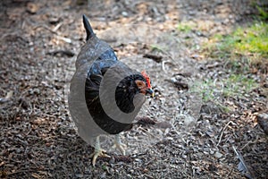 Black hen chicken coop barnyard organic poultry production in nature