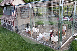 Chicken coop photo