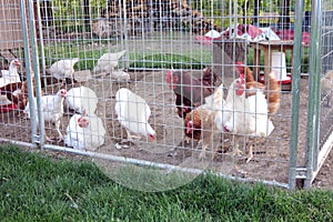 Chicken coop photo