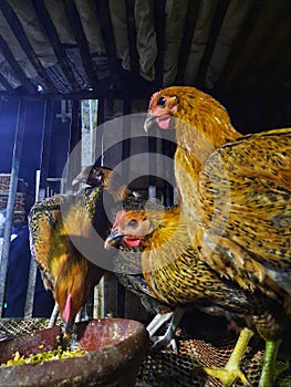 the chicken cooped up in the cage