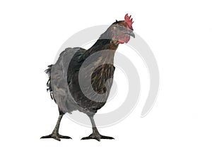 Chicken copper marans