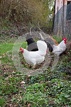 chicken in cottage garden