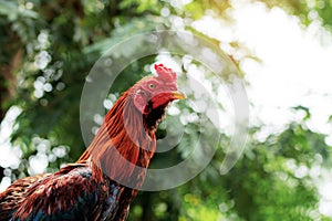 Chicken and tree with sky