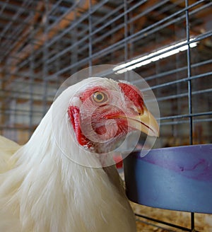 A chicken at a county fair