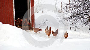 Chicken Coup