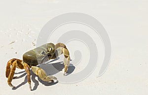 Chicken Crab on The White Sea Sand Beach of Tachai Island, Similan Islands National Park, Phang Nga, Thailand in The Corner used