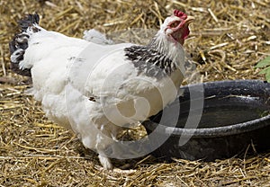 Chicken drinking water.