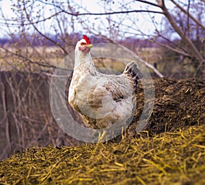 Chicken on a dunghill. Chickens