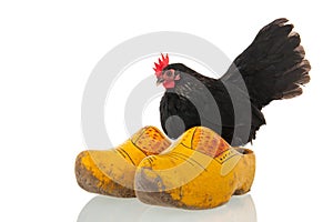 Chicken on Dutch wooden clogs