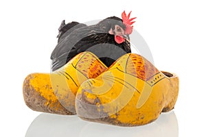 Chicken on Dutch wooden clogs