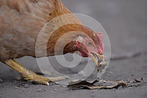 Chicken eating