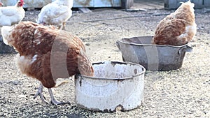 Chicken eating on farm. Hens feed on the rural barnyard. Chickens graze in the yard in a village