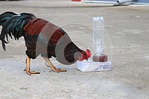 Chicken eating rice grains from a Iot pet food dispenser machine