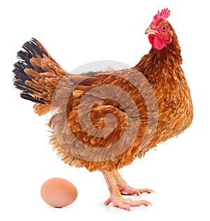 Chicken and egg