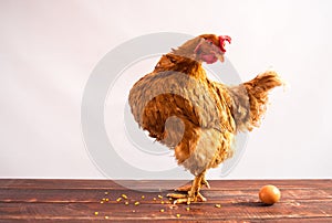 Chicken with egg