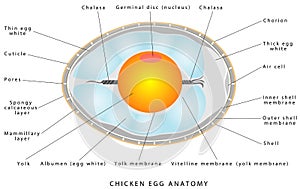 Chicken egg anatomy
