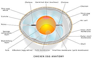 Chicken egg anatomy photo