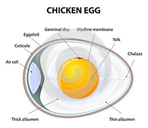 Chicken egg anatomy photo