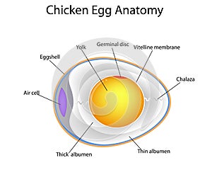 Chicken egg anatomy photo