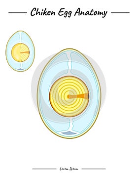 Chicken egg anatomy template