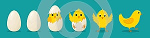 Chicken from egg. Easter chickens. Chick hatch from cracked egg. Cute birds with character. Yellow easter baby birds isolated.