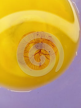 chicken egg embryo