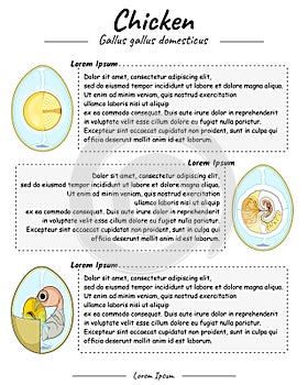 Chicken egg explanation template