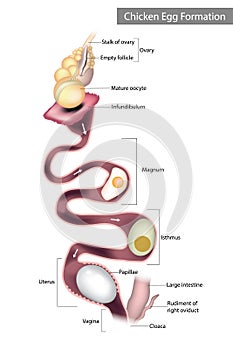 Chicken Egg Formation. Chicken oviduct segments photo