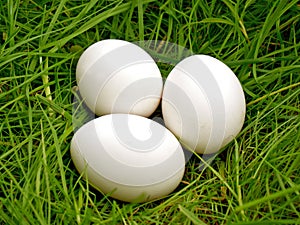 Chicken egg upon green grass