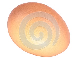 Chicken egg isolated