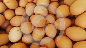 Chicken Egg in Large Quantities