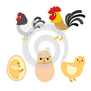 Chicken egg life cycle