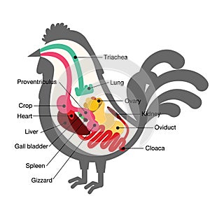 Chicken egg life cycle