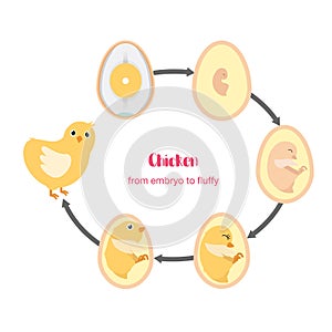 Chicken egg life cycle