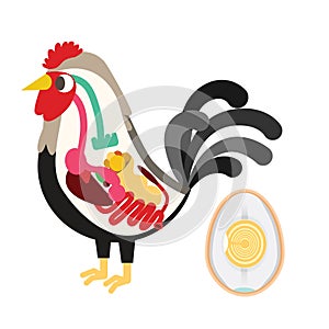 Chicken egg life cycle