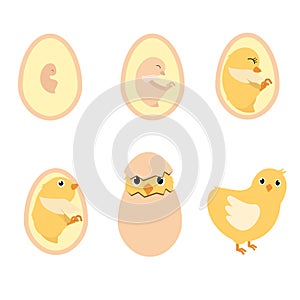 Chicken egg life cycle