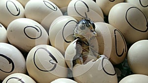 The chicken in the egg moves trying to break through the shell. Newborn chickens in special agricultural incubator