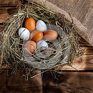 Chicken egg in the nest