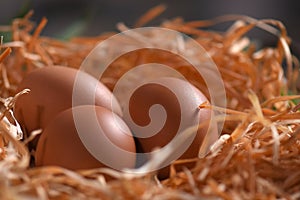 chicken egg in the nest source of protein healthy food