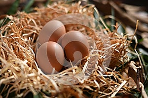 chicken egg in the nest source of protein healthy food